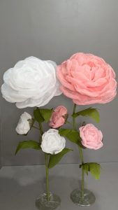 White and Pink Rose